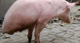 В Китае свинья научилась ходить на передних лапах (4 фото)