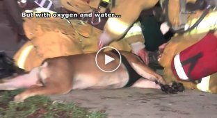 Лос-Анджелесские пожарные спасли собаку из горящего здания и утешили ее
