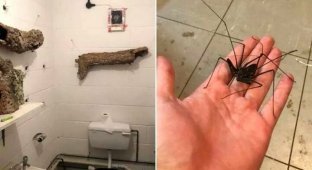 По стенам этого туалета ползают гигантские пауки и это — ад для арахнофобов (6 фото)