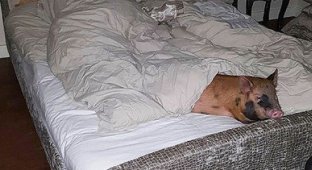 Семейная пара ради сына спит в кровати со свиньей и скунсом (7 фото)