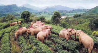 В Китае слоны забрели в деревню в поисках еды, но напились кукурузного вина и уснули в саду (5 фото)