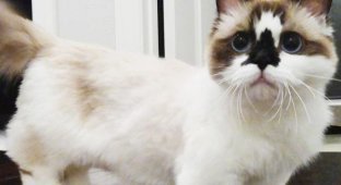 Кот по кличке Альберт - еще одна звезда соцсетей (12 фото)
