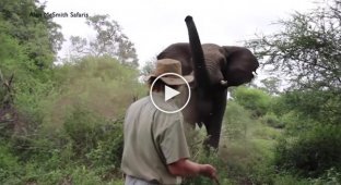 Как спокойно прогнать слона