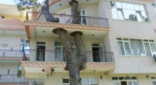 Дома, архитекторы которых отказались спиливать деревья (15 фото)
