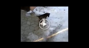 Собака переносит кота через дорогу