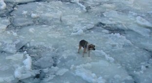 Пёс провёл на льдине 4 дня, История с хепиэндом (5 фото)