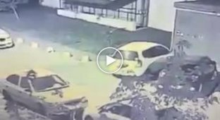 В Ростове-на-Дону стая бездомных собак «разворотила» автомобиль, пытаясь поймать кошку