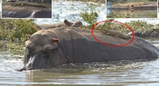 Нильский крокодильчик прокатился на спине ничего не подозревающего бегемота (7 фото)