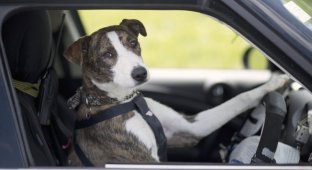 В Новой Зеландии бездомные собаки научились водить автомобили (11 фото)