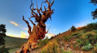 Зеленые долгожители: сколько живут деревья? (10 фото)
