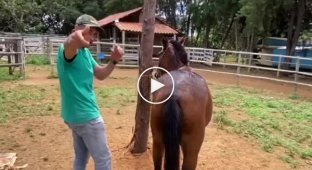 Эксперт по животным объясняет, как сесть на лошадь