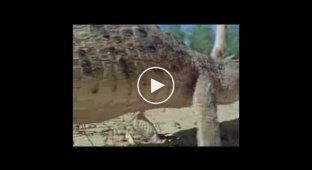Забавный клип про крокодила