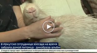 Дикобраз-альбинос-москвич в гостях у трех иркутских котов