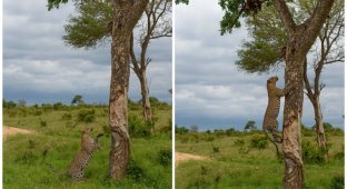 Как кровожадный леопард-каннибал стащил с дерева своего сородича (3 фото)