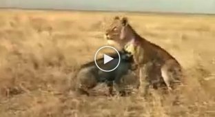 Кабанчик атакует львицу. Забавное видео со смешной озвучкой