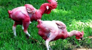 Израильская лысая курица: 34 года безумной селекции и вот результат — голенькие курочки (5 фото)