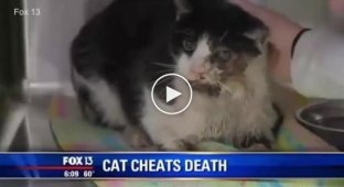 Кот ожил спустя пять дней после своих похорон и вернулся домой