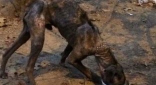 Второй шанс для умирающей собаки, просидевшей на цепи четыре года (8 фото)