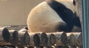 Бесстрашный вороненок отщипнул мех из зада панды для своего гнезда