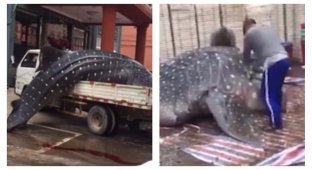 Шокирующее видео: китайские рыбаки распиливают на части китовую акулу (4 фото)