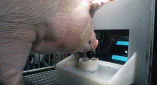 Ученые из США научили свиней играть в видеоигры (3 фото)
