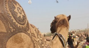Верблюжья стрижка в Пакистане (7 фото)