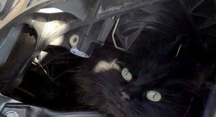 Кошке пришлось прожить две недели под капотом автомобиля (4 фото)
