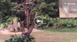 Агрессивная зебра напала на сотрудника китайского сафари-парка и потащила его в кусты