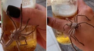 Огромный паук решил отобрать у человека холодное пиво (3 фото + 1 видео)