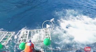 Белая акула проникла в защитную клетку, сильно напугав дайвера