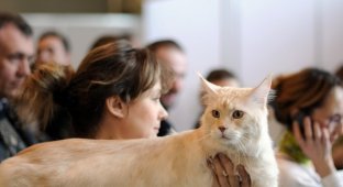 Международная выставка кошек «Кэтсбург 2011» (24  фото)