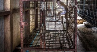 Таиландский зоопарк ужасов (9 фото)