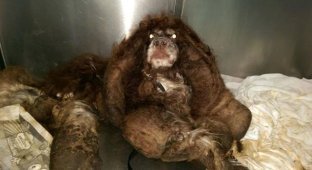 Волонтеры спасли бездомного пса, на котором было около 3 кг спутавшейся шерсти (5 фото + 1 видео)
