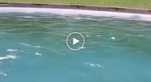 Девушка и ее прыжок в бассейн