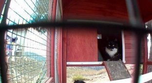 История двух диких котят оканчиваясь хорошо (4 фото + 1 видео)