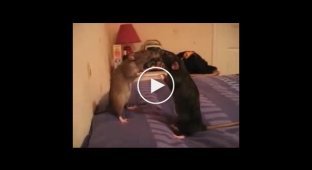 Крысы гипнотизеры