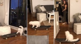 Кошка-скейтер стала звездой инстаграма (9 фото + 1 видео)