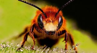 Что нужно знать о лечении пчелиным ядом (6 фото)