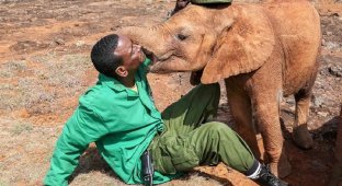 Осиротевшая слониха целует мужчину, спасшего ее от смерти (16 фото)