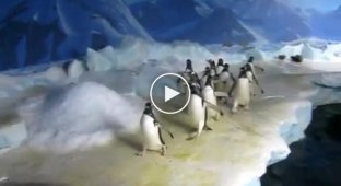 Пингвины бегающие за лазерной указкой