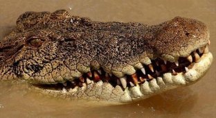 На сколько высоко крокодил способен выпрыгнуть из воды? (4 фото)