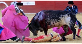 В Испании впервые за 31 год бык убил матадора (3 фото + 1 видео)