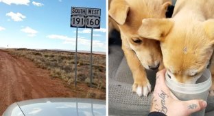 Эти щенки погибли бы в пустыне, если бы не двое путешественников (7 фото + 1 видео)