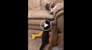 Коварный кот побил собаку
