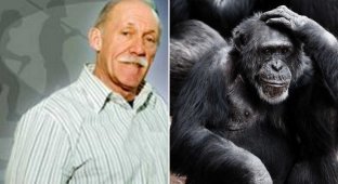 Как в США родился гибрид человека и шимпанзе, которого убили запаниковавшие учёные (6 фото)