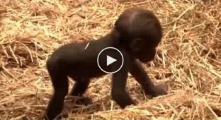 Детеныш гориллы