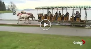 Перепуганные лошади устроили туристам незабываемую поездку