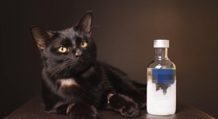 Австралийские ветеринары с помощью водки спасли отравившуюся антифризом бездомную кошку (8 фото)