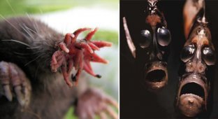 15 реальных животных, про которых можно снимать фильмы ужасов (10 фото)