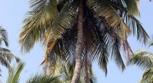 Гоа: время собирать кокосы (15 фото)